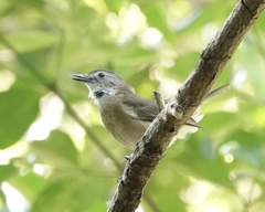 Colluricincla megarhyncha