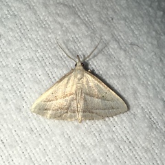 Macrochilo absorptalis
