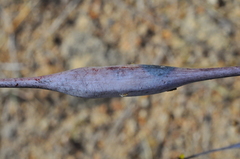 Hypenia salzmannii