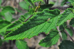 Hypenia salzmannii