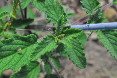 Hypenia salzmannii