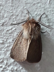 Paracles phaeocera
