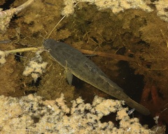 Oxyeleotris lineolata