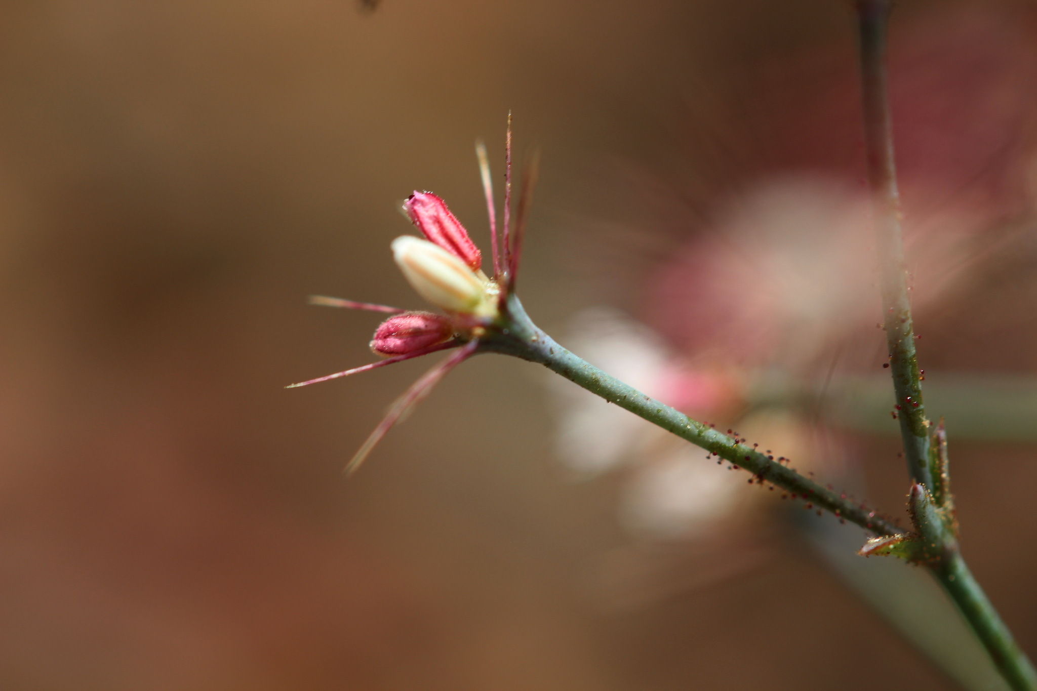 Acanthoscyphus parishii var. abramsii