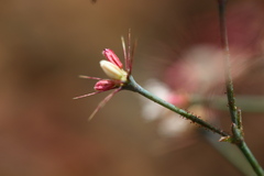 Acanthoscyphus parishii abramsii