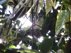 Setophaga fusca
