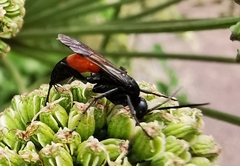 Arachnospila