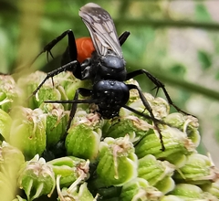 Arachnospila