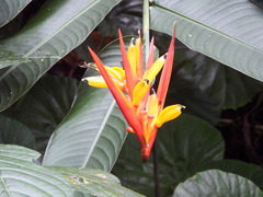 Heliconia hirsuta