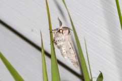 Furcula occidentalis