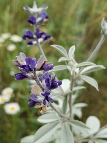silvery scurfpea