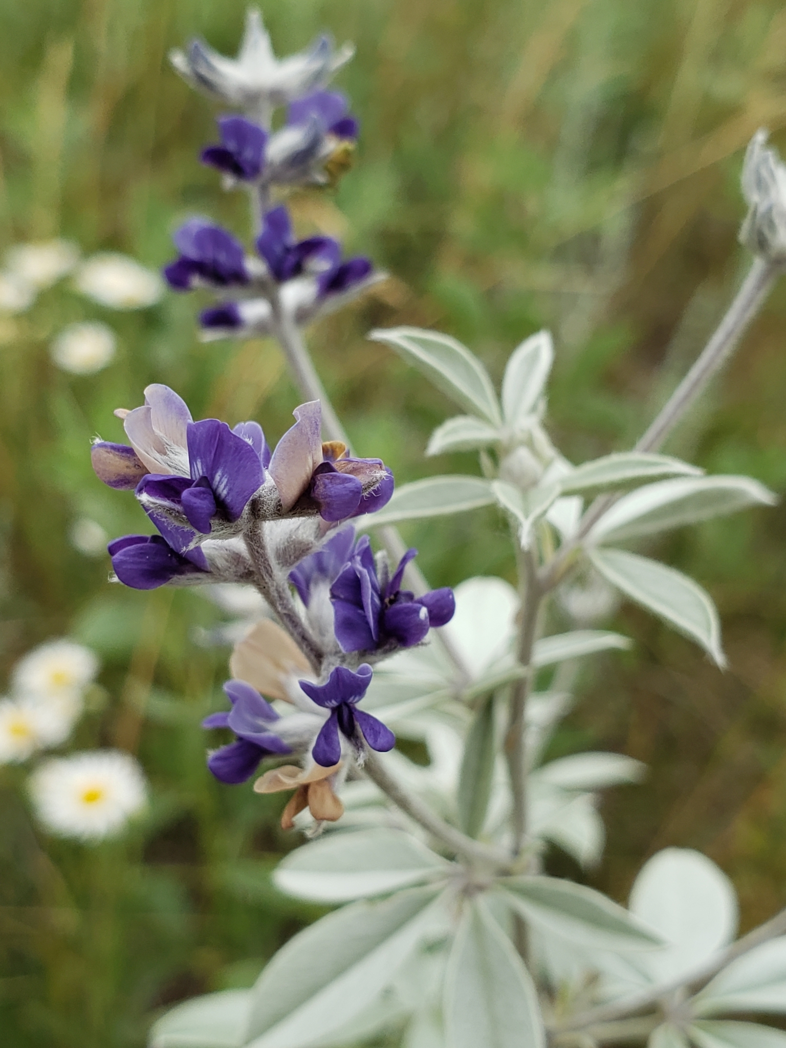 Pediomelum argophyllum