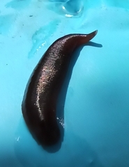 Erpobdella octoculata