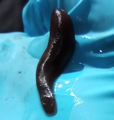 Erpobdella octoculata