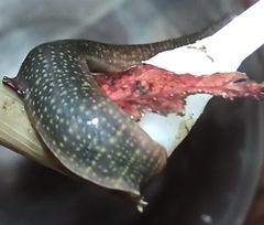 Erpobdella octoculata