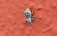 Pantomorus albosignatus