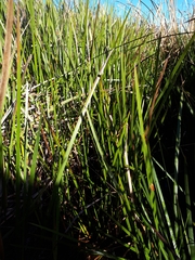 Machaerina complanata