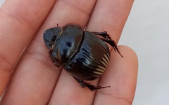 Dichotomius colonicus