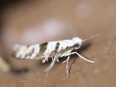Argyresthia austerella