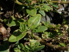 Oldenlandia biflora