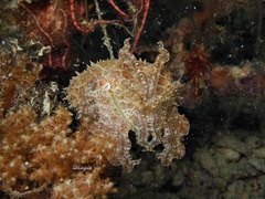 Sepia bandensis