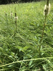Sanguisorba stipulata