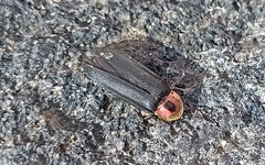 Photinus productus