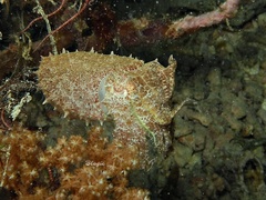 Sepia bandensis