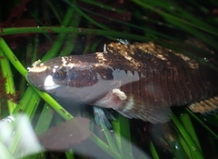 Crisscross Prickleback photo 5