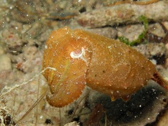 Sepia bandensis