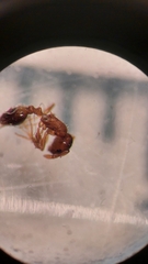 Temnothorax nylanderi