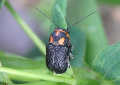 Pachybrachis trinotatus