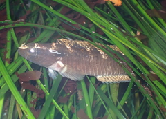 Crisscross Prickleback photo 3
