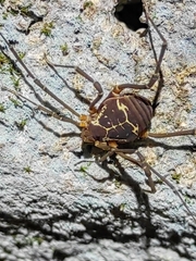 Cynortula zaca