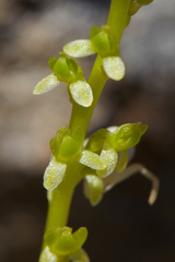 Platanthera colemanii