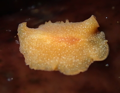 Eurylepta aurantiaca