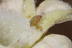 Aphis asclepiadis