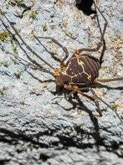 Cynortula zaca
