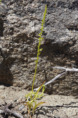 Platanthera colemanii