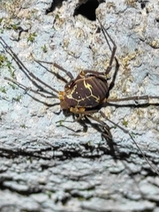 Cynortula zaca