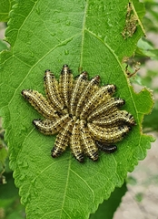 Phelypera distigma