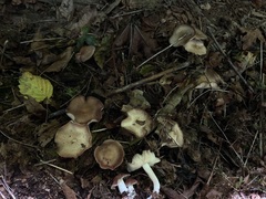 Gerhardtia foliicola