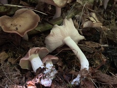 Gerhardtia foliicola