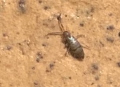 Willowsia nigromaculata