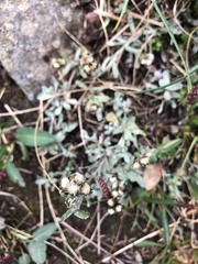 Antennaria monocephala