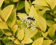 Chlorophorus diadema