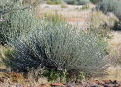 Euphorbia gregaria