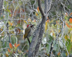 Colaptes atricollis