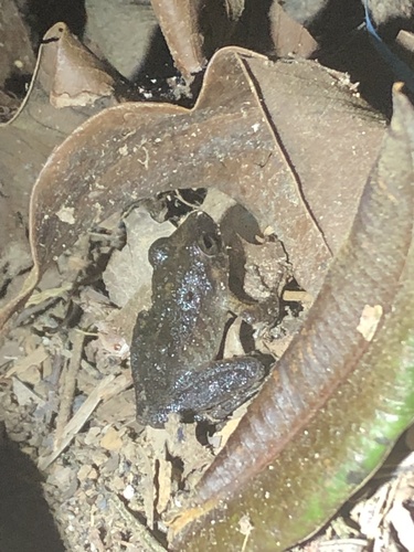 Long-nosed Rain Frog, Pristimantis carvalhoi