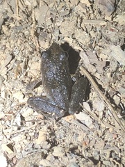 Pristimantis carvalhoi